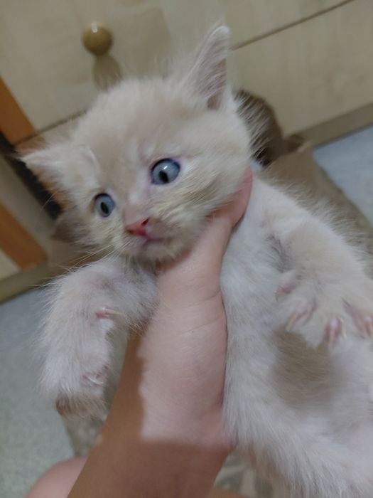 Рыжий котенок ищет дом