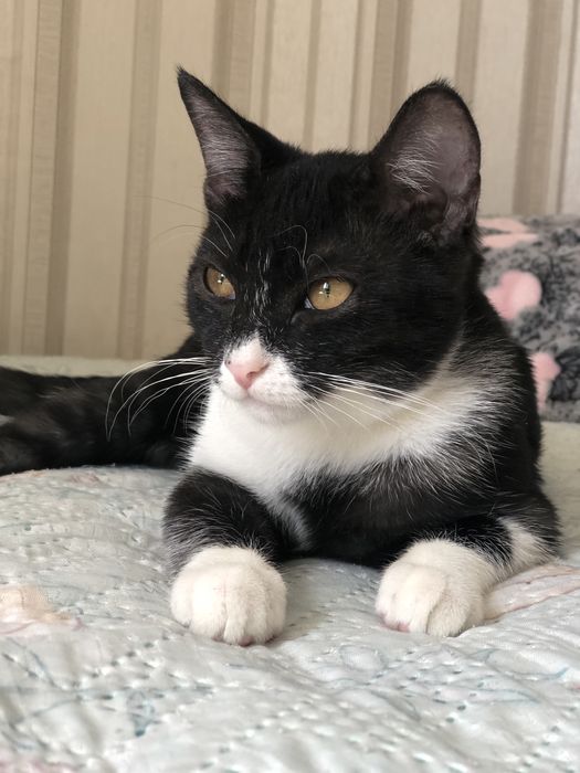 Котенок в хорошие руки