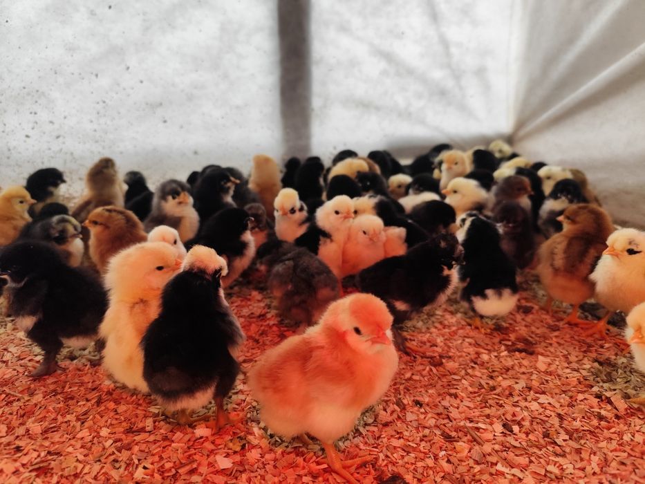 Pui țărănești, moțați, bărboși și încălțați majoritatea