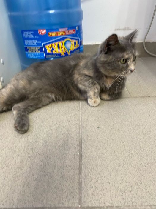 Отдам миленькую кошечку