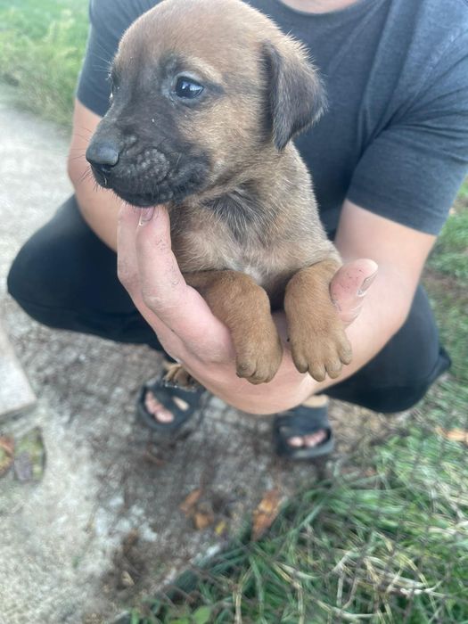 Родезайски ричбек