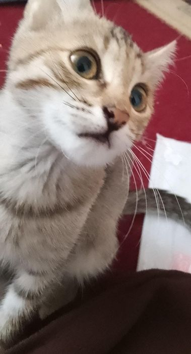 Одам бесплатно кошку