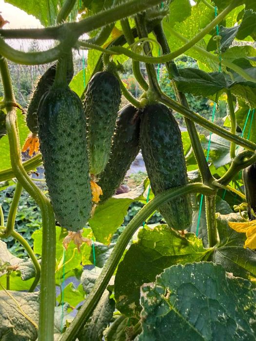 продам дачные огурчики