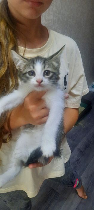 Отдаю котят в добрые руки
