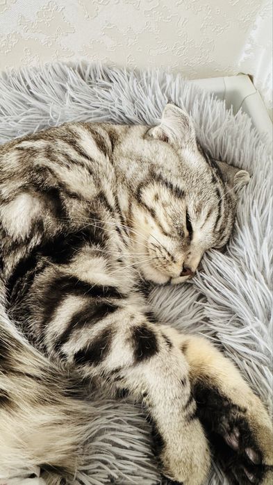 Кот породы скоттиш фолд