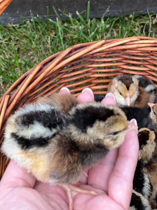 Pui de rasa Araucana si oua de incubat