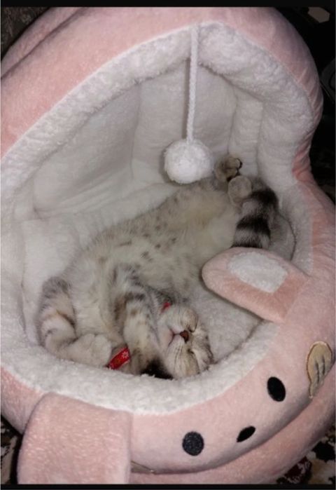 Skodish full qiz bola mushuk