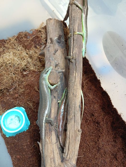 Дезия оливковая сцинк