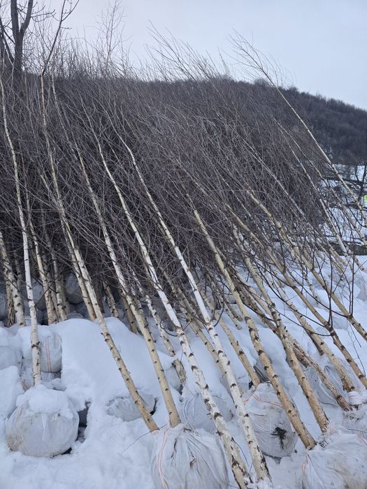 Mesteacăn alb 3m 6m