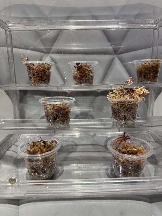 Тепличка для растений