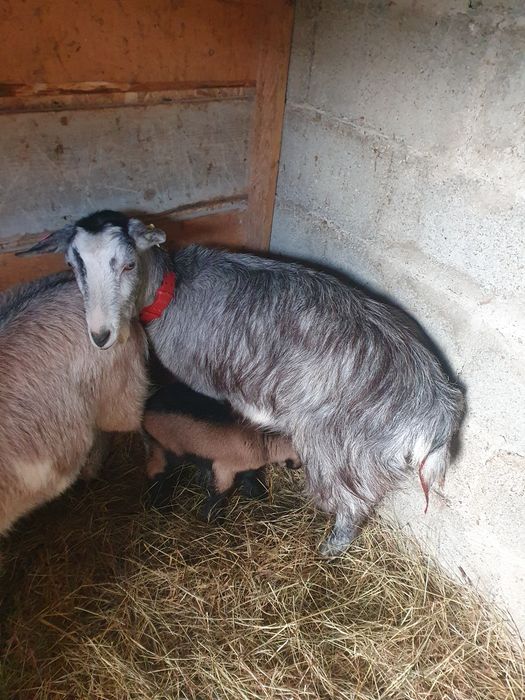 Iada carpatina montata