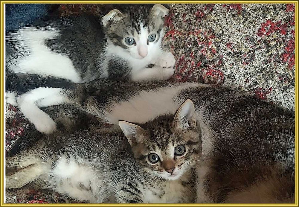 котята в хорошие руки