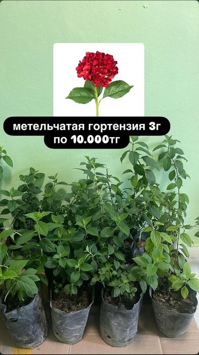 Гортензия 3х-летние метельчетая