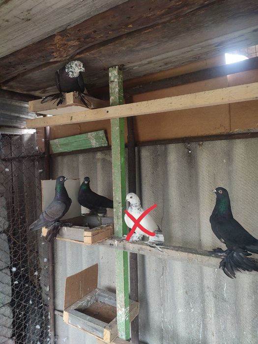 Голуби Сочи, жуки на продажу