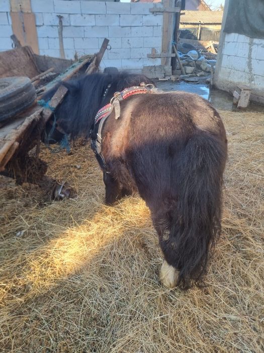 Vând ponei armăsar foarte cuminte