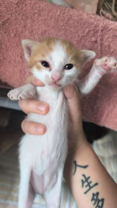Подарявам сладки котенца