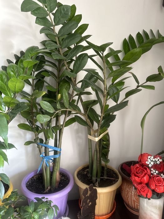 Комнатные цветы разные