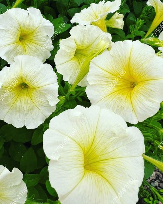 Петуния рассада цветов