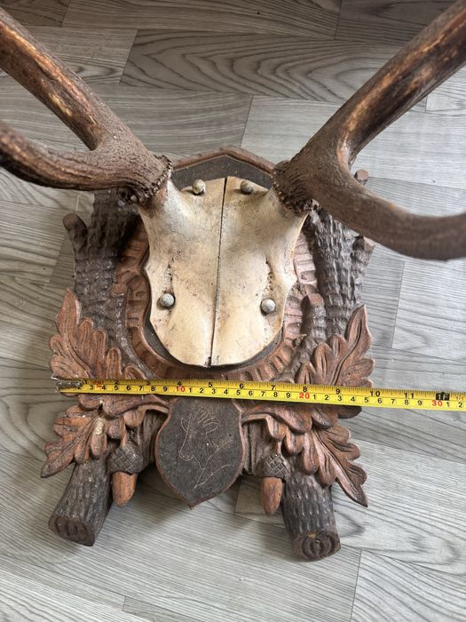 Coarne de cerb cu panoplie