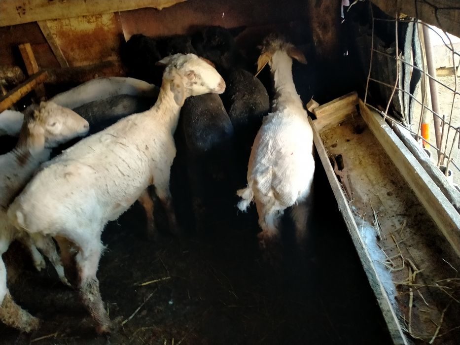 Қойлар сатам, Овцы продам