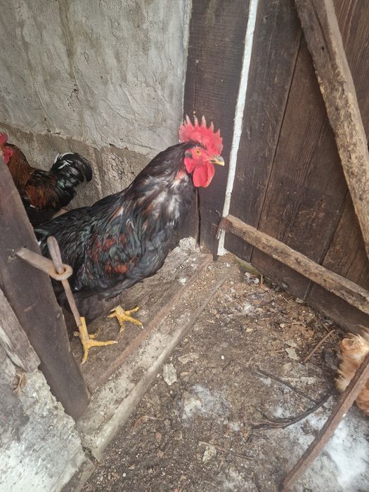 Продавам Млад едър петъл