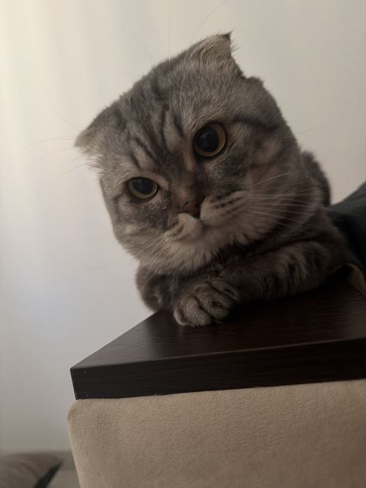 Отдаём кота в хорошие руки