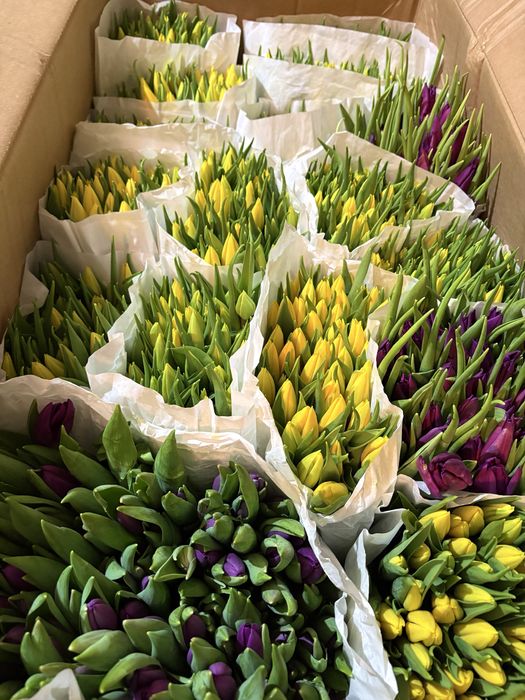 Тюльпаны по 390