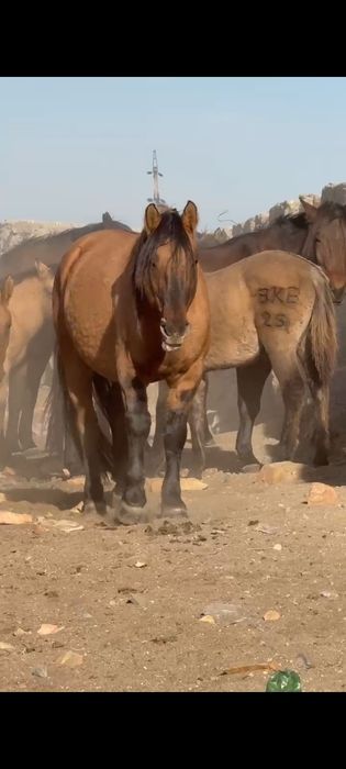 МЗ жабағы сатылады еркек