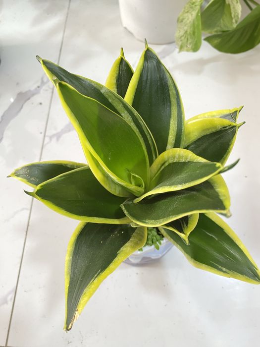 Цветы для дома и офиса. В скидочных ценах