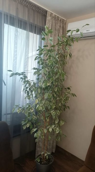 Цветен Бенджамин