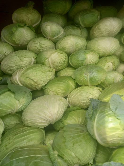 Varza plata și varza de păstrare