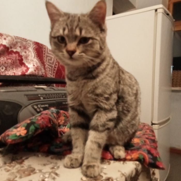 Раздам котят 3,5 месяца. Британцы короткошерстные.