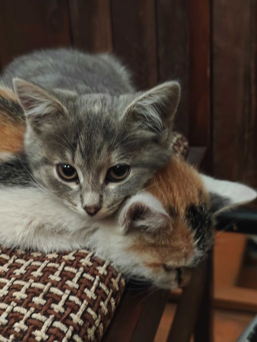 Отдаю котят в надёжные руки