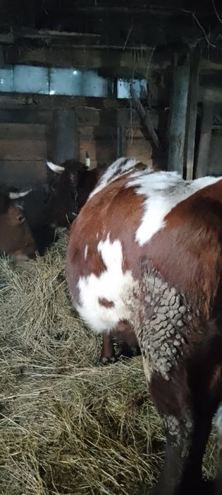 Продам корову стельную
