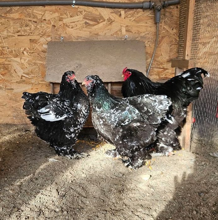Familie Brahma Bobat