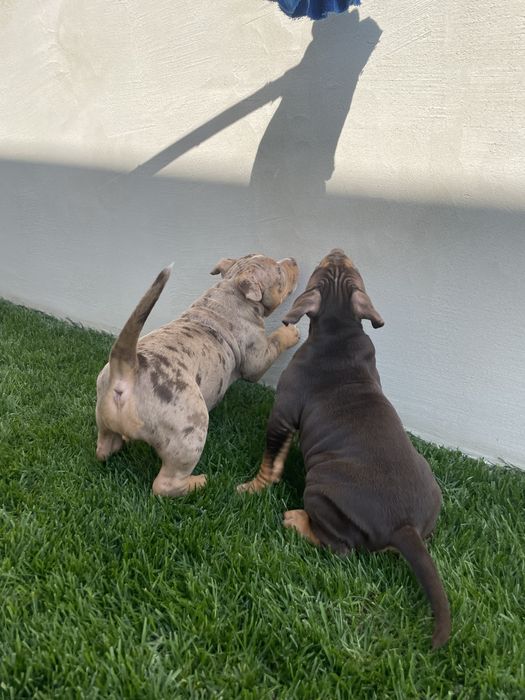 Catei American bully pocket