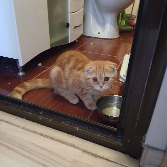 Шотландско клепоухо коте