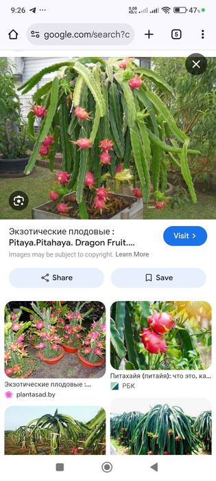 Цитрус  кўчати Дракон фрукт  Питахая