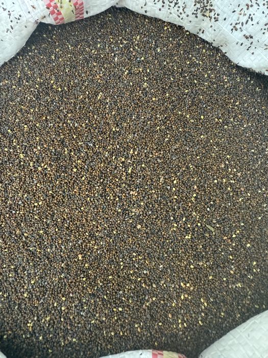 Vand seminte de lucerna,trifoi,ghizdei si iarba extra