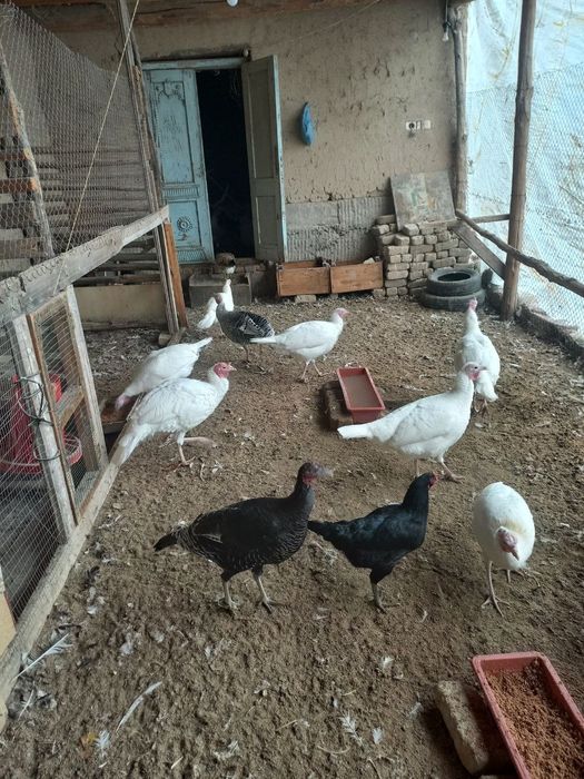 Индук Сотилади Мошный