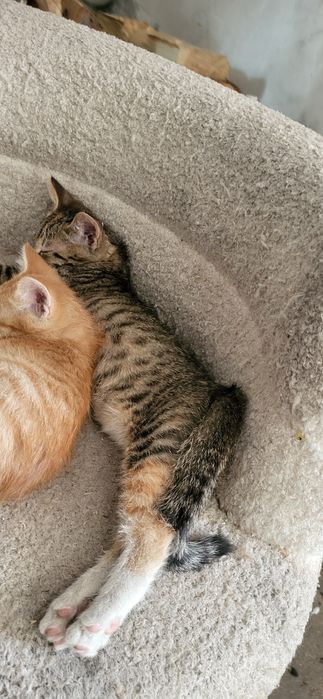Котята 2 мес. Мальчик и девочка