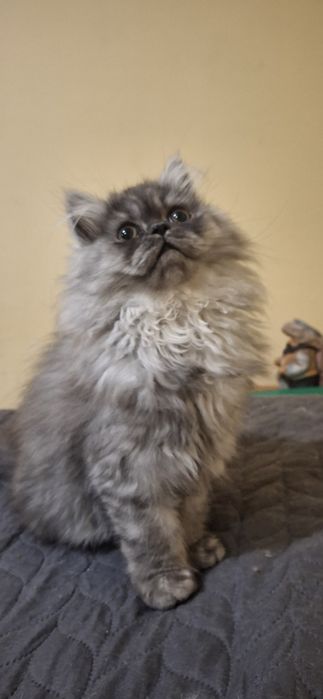 Персийски котета