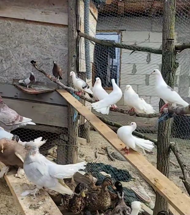 Vând porumbei de ornament și voiajori