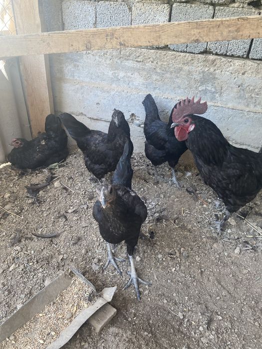 продам птиц породы ухейилюй