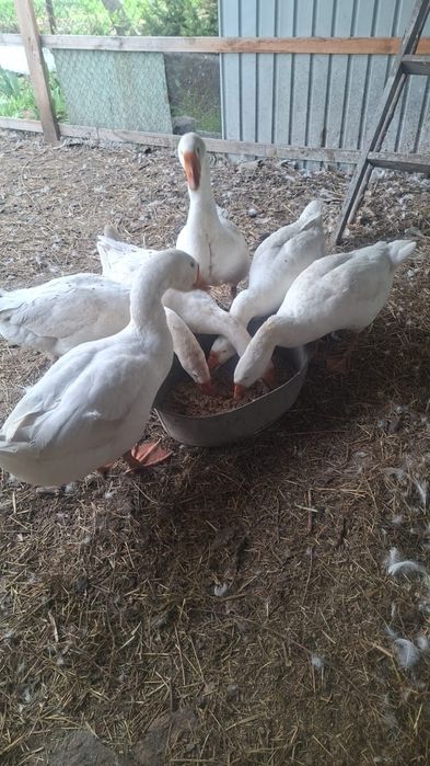 Гусь Несутся гусь