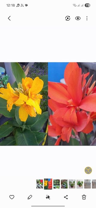 Продам  уличные  цветы.