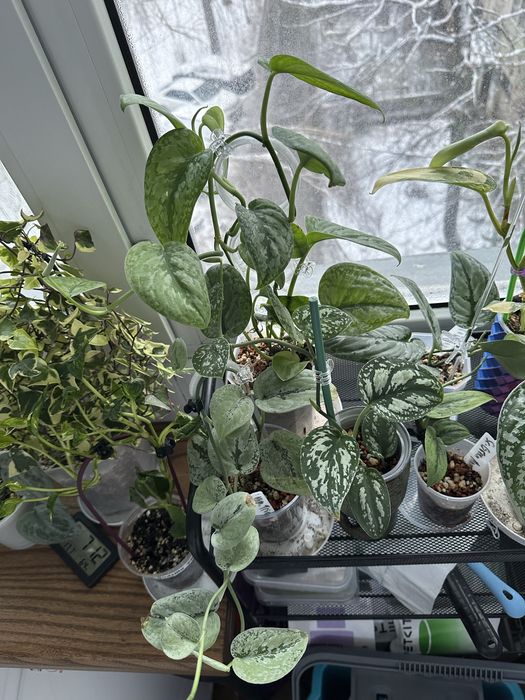 Сортовые сциндапсусы