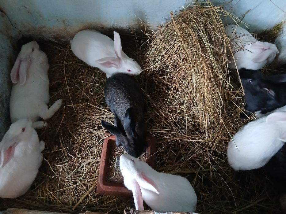 Iepuri hycol francez