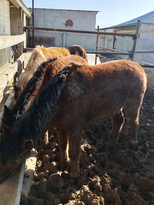 Жылқы еті сатылады.