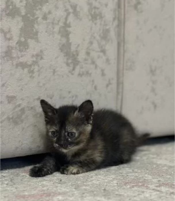 Котята девочки шотландские